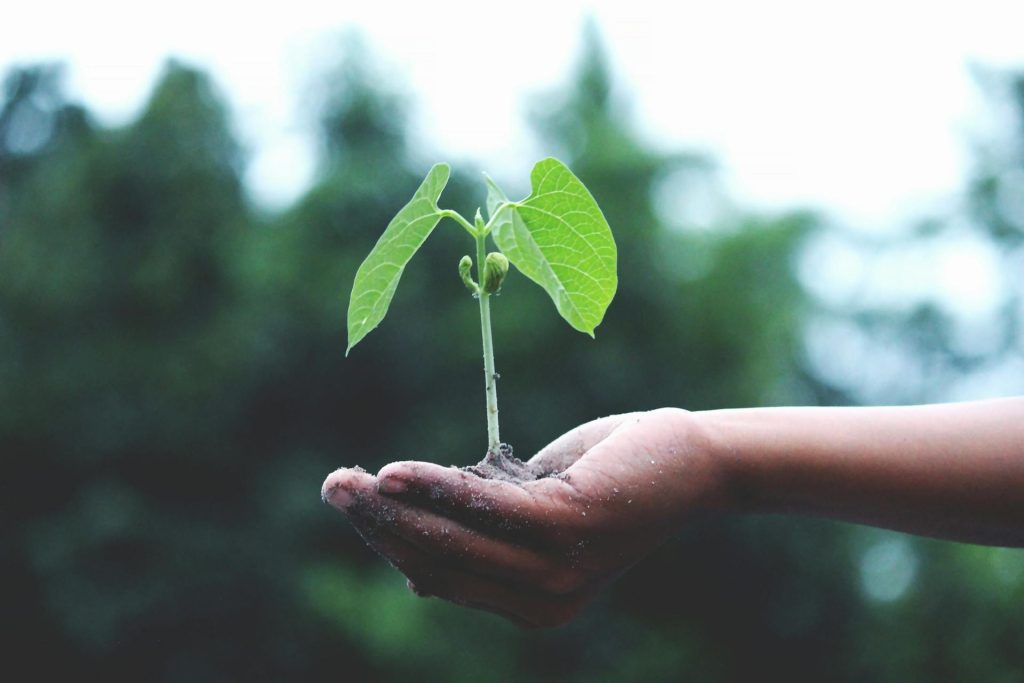 A sprouting plant