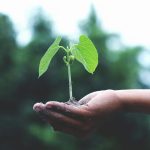 A sprouting plant