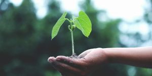 A sprouting plant